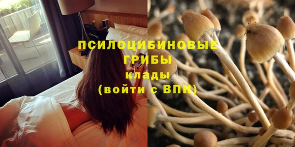 шишки Арсеньев